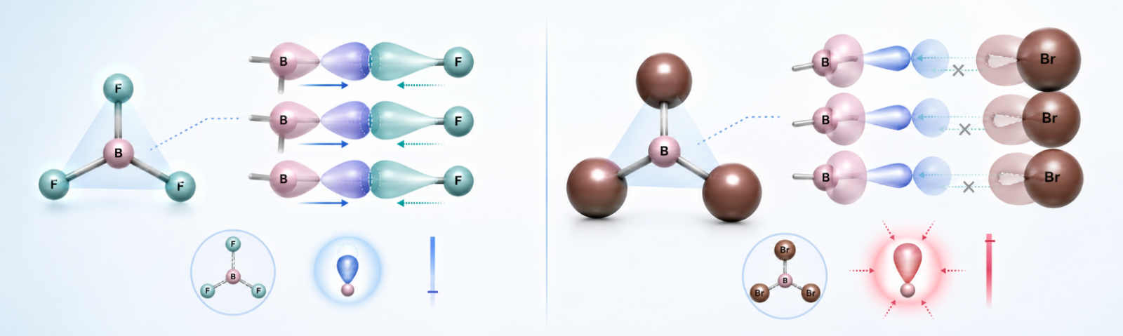 A molecular orbital overlap schematic contrasting the efficient 2p-2p pi back-bonding of Boron Trifluoride against the disrupted, mismatched 2p-4p orbital spacing of Boron Tribromide, illustrating the origin of intensified Lewis acidity.